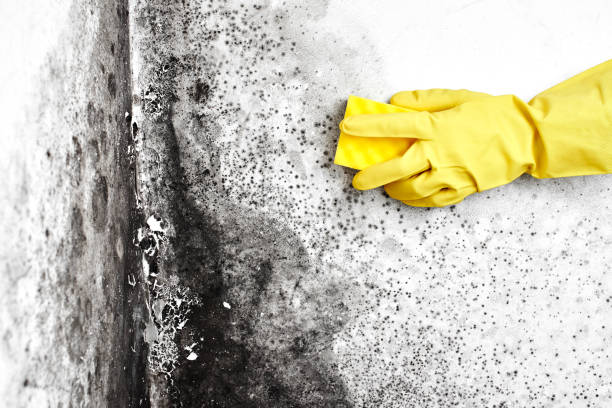 Best Mold Testing and Inspection Services in Larkspur, CA