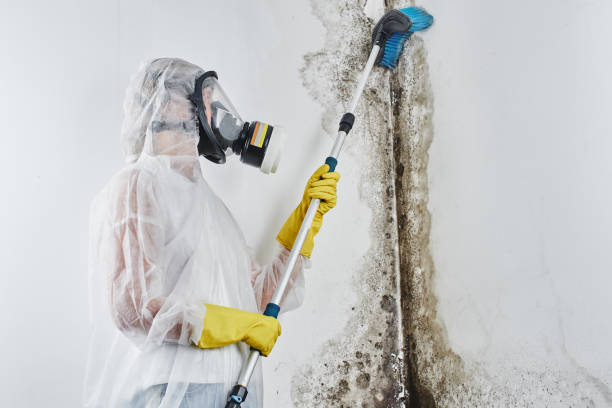 Best Bathroom Mold Remediation in Larkspur, CA