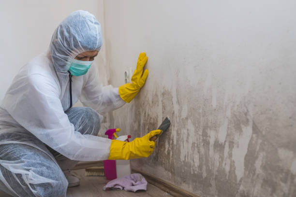 Best Kitchen Mold Remediation in Larkspur, CA