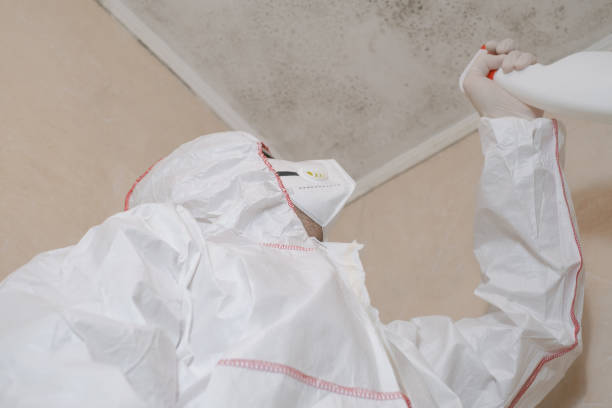 Best Preventive Mold Services in Larkspur, CA
