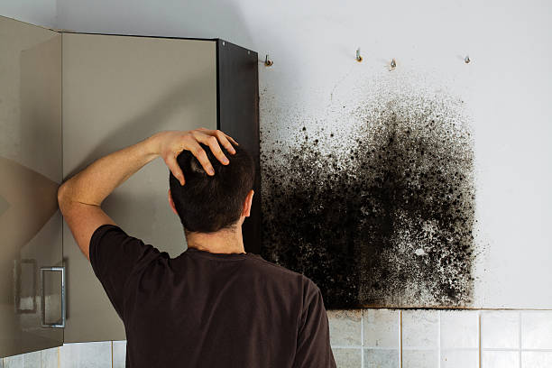 Best Localized Mold Remediation (e.g., coastal areas, humid climates) in Larkspur, CA