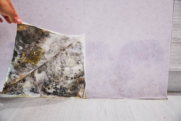 Reliable Larkspur, CA Mold Remediation Solutions